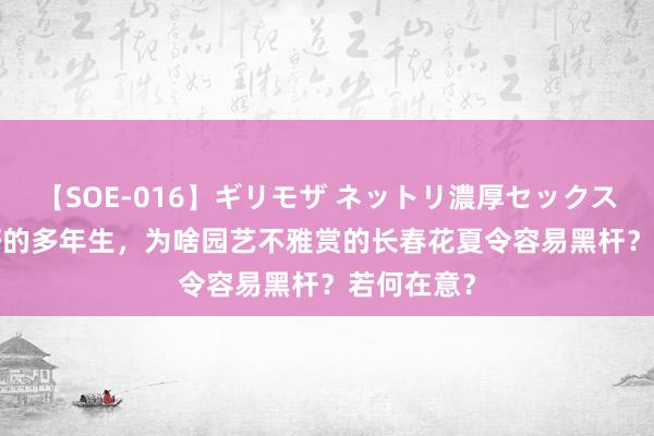 【SOE-016】ギリモザ ネットリ濃厚セックス Ami 说好的多年生，为啥园艺不雅赏的长春花夏令容易黑杆？若何在意？