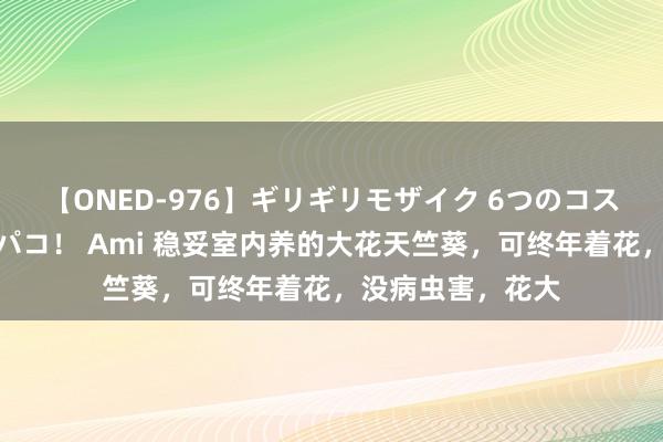 【ONED-976】ギリギリモザイク 6つのコスチュームでパコパコ！ Ami 稳妥室内养的大花天竺葵，可终年着花，没病虫害，花大